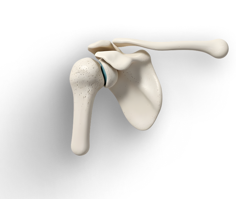 Modelo anatômico de ombro e articulação